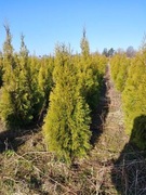 TUJA SZMARAGD 80 100, 120 140, JAKOSC tanio żywopłot tuje ogrodzenie