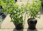 Hortensja Petite Star