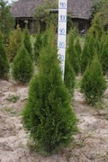 Tuja Smaragd 90-100 cm (szmaragd, Kraków)