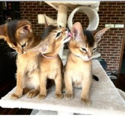 Kot abisyński- kocięta