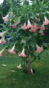 Datura Burgmansja