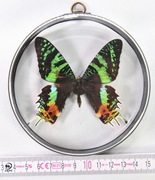 Gablotka UrRh6 dwustronna motyl Chrysiridia (Urania) rhipheus