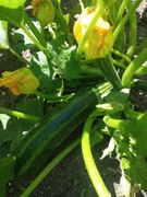 Cukinia Zielona W Paski 