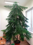 Araukaria w doniczce