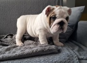 Piesek Buldog Angielski FCI ZKwP