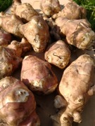 HIT Topinambur leczniczy odporność prebiotyk witaminy cukrzyca 7kg 