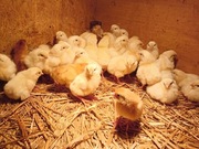 Pisklęta jednodniowe, kurczęta karmazyn, Sussex 