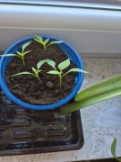 Zestaw 4szt sadzonek papryki cornato ditoro