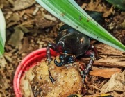 Xylotrupes Sumatriensis L1