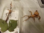 Straszyk australijski - Extatosoma tiaratum - para imago