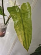 Philodendron Siam Sunrise / domesticum - szczyt w trakcie ukorzeniania