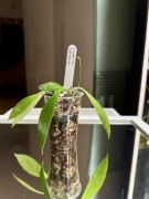 Hoya gracillis | hoja | jedna sadzonka z kubeczka