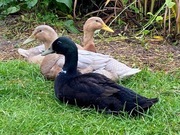 Biegus indyjski. Kaczorek z 16.08.2025.(Rzgów)