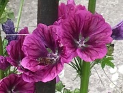 Ślaz maurytański malva sylvestris  roślina miododajna 100 nasion