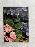 Pocztówka PRL, seria kwiaty: fiołek afrykański, fot. Czapliński