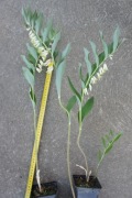 Kokoryczka wielokwiatowa – Polygonatum multiforum- sadzonka