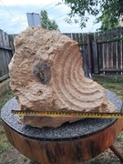 Skamieliny wapienne
