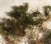 Rogatek sztywny zestaw do oczka wodnego, akwarium