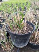 Trawa ozdobna miskant chiński STRICTUS