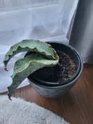 Roślina doniczkowa sansewieria sansevieria kirkii silver blue