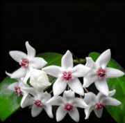 Hoya paziae - ukorzenione sadzonki hoji