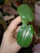 philodendron Gordon splash -regres