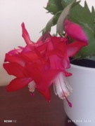 Grudnik Boże Narodzeniowy