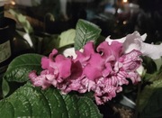 Skrętnik DS-Fifa + 1 liść  skrętnika niespodzianka 