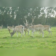 Daniele DAMA DAMA; Łanie zacielone ; Byki;