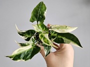 Syngonium angustatum T25 w gruzie hydroponika 