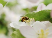 Pszczoła, murarka ogrodowa, 500 sztuk kokonów.