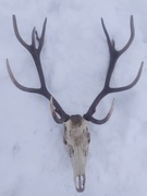 Poroże jelenia z czaszka 