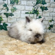 Króliczki Miniaturki Karzełki Teddy