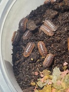 Isopody Armadillidium klugii 