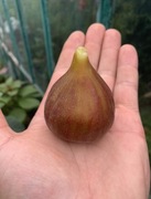 Figowiec/Figa drzewko