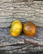 BLACK ZEBRA  Pomidor Kolekcjonerski 