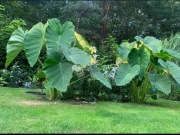 Unikat! Egzotyczna Colocasia Olbrzymia Kolokazja Alokazja