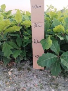 DĄB CZERWONY SADZONKI 15-30cm komplet 100 sztuk PRODUCENT