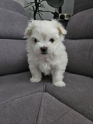 Samiec rasy maltańczyk szuka domu - rodowód ZHPR UCI