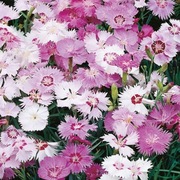 Goździk pierzasty mix bylina wieloletnia sadzonka 