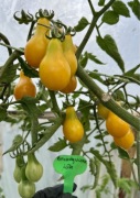Pomidor Żółta Gruszka nasiona kolekcjonerskie