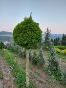 TUJA KULA ( NA PNIU)  200 - 250cm