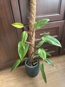 Filodendron painted lady 