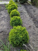 Bukszpan kulka 40cm lub 50cm, dostępne 19szt., Katowice