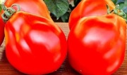 JAPANSE TRUFLE RED pomidor Kolekcjonerski