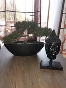 SZTUCZNE DRZEWKO BONSAI + FIGURKA BUDDY +ŚWIECZNIK