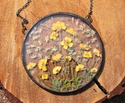 Witraż, dekor, suszone kwiaty jaskier