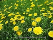 Mniszek lekarski mieszanka liścia i kwiatu 3 kg 3000 g