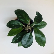 Hoya Carnosa, duża roślina