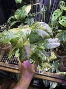 Rhaphidophora Puberula Variegated_2